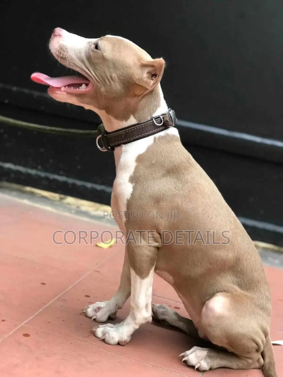 1-3 months Male Purebred American Pit Bull Terrier