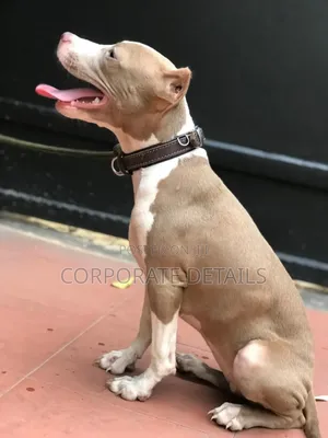 1-3 months Male Purebred American Pit Bull Terrier
