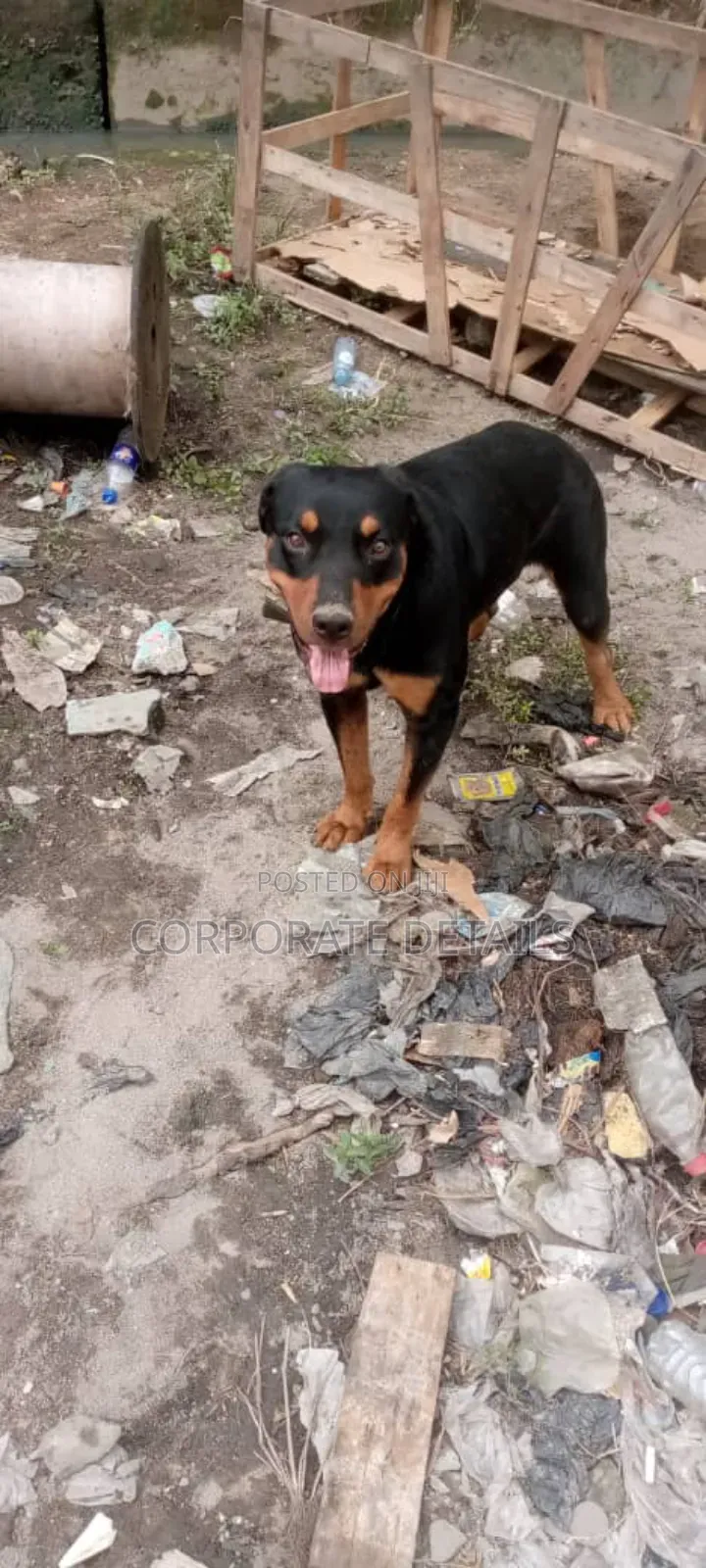 1+ year Male Purebred Rottweiler