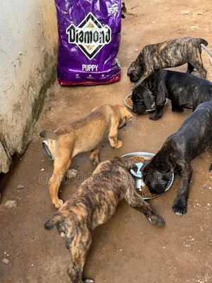 1-3 months Male Purebred Boerboel