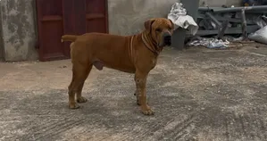 1-3 months Male Purebred Boerboel