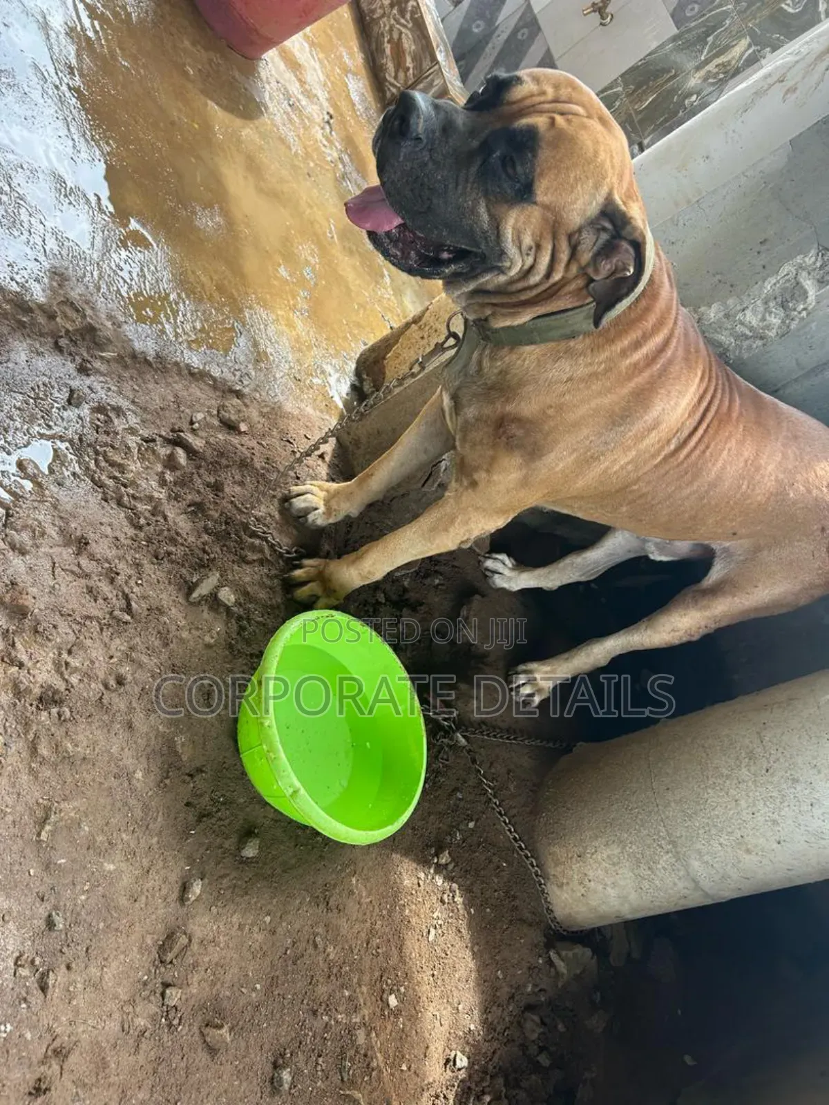 3-6 months Male Purebred Boerboel