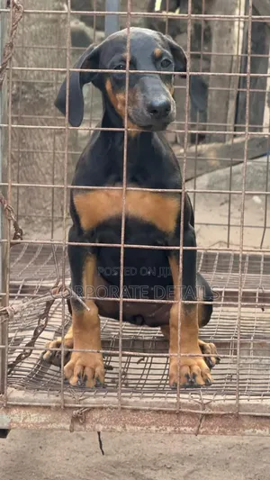 1-3 months Male Purebred Doberman Pinscher
