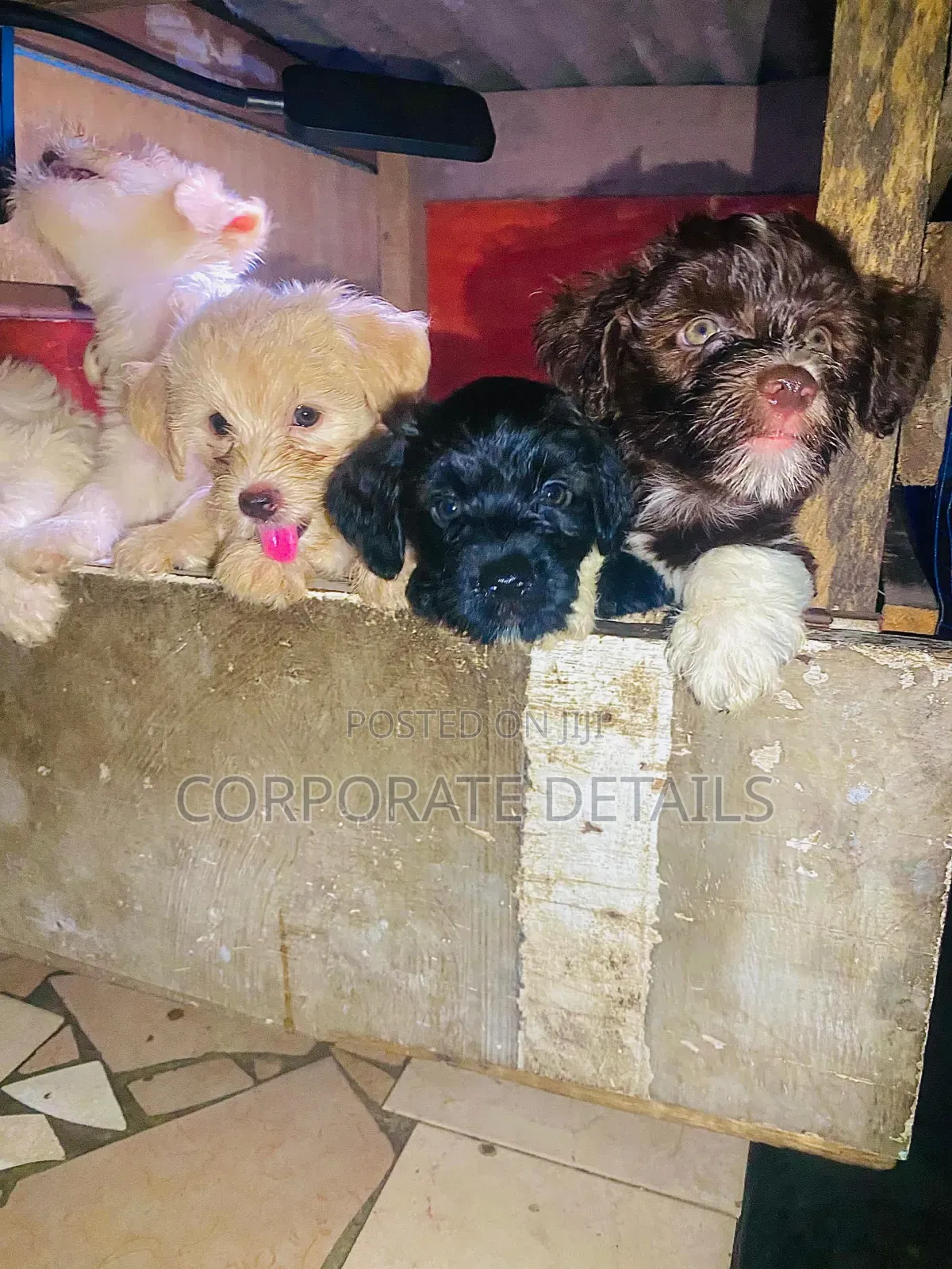 1-3 months Female Purebred Poodle
