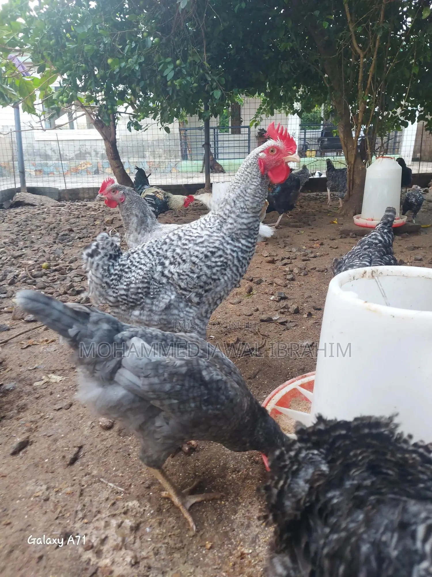 Plymouth Rock Cockrels(Laying