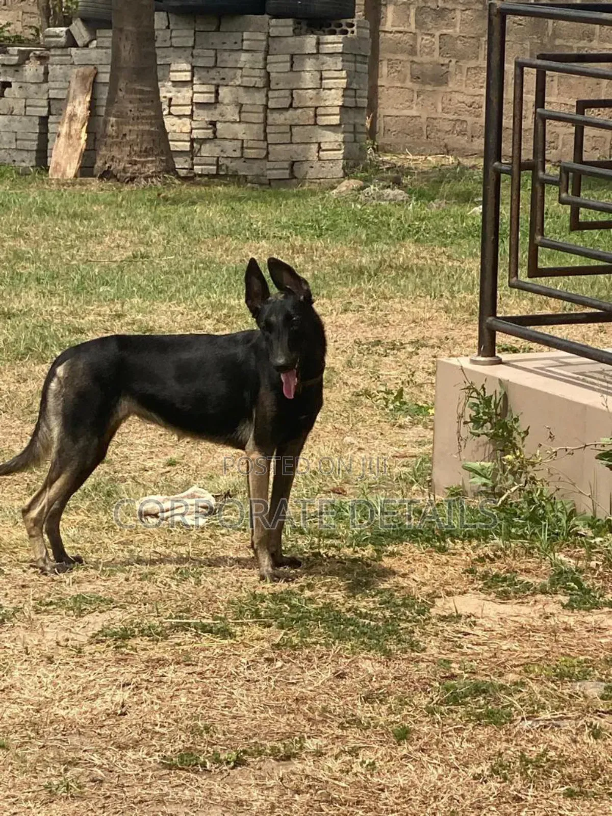 3-6 months Male Purebred German Shepherd