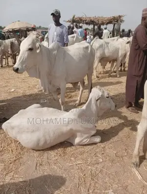 Big Male Cows Seller