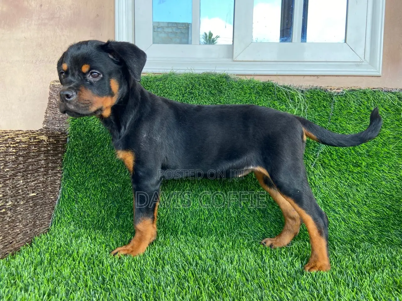 1-3 months Female Purebred Rottweiler