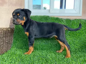 1-3 months Female Purebred Rottweiler