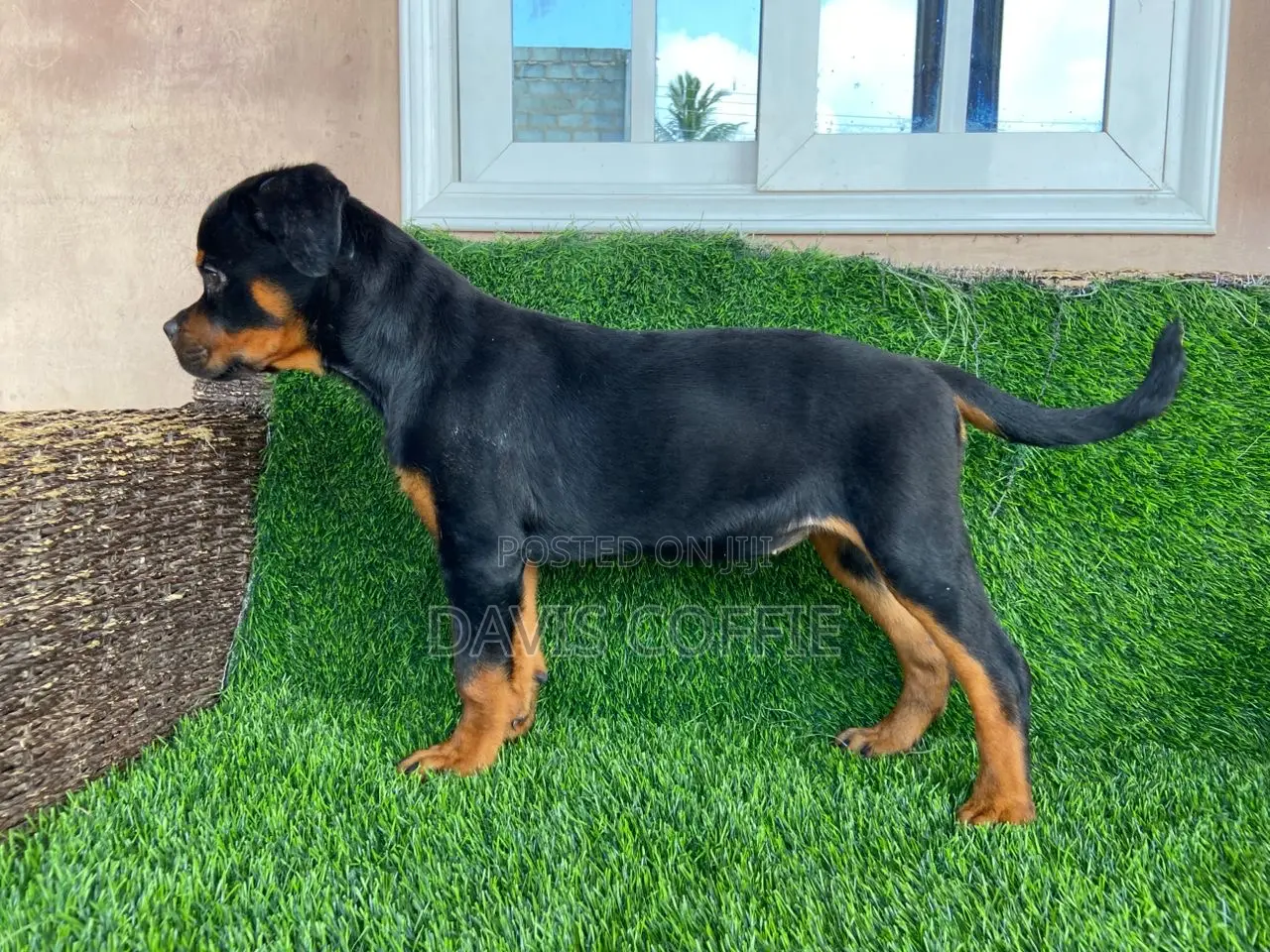 1-3 months Female Purebred Rottweiler