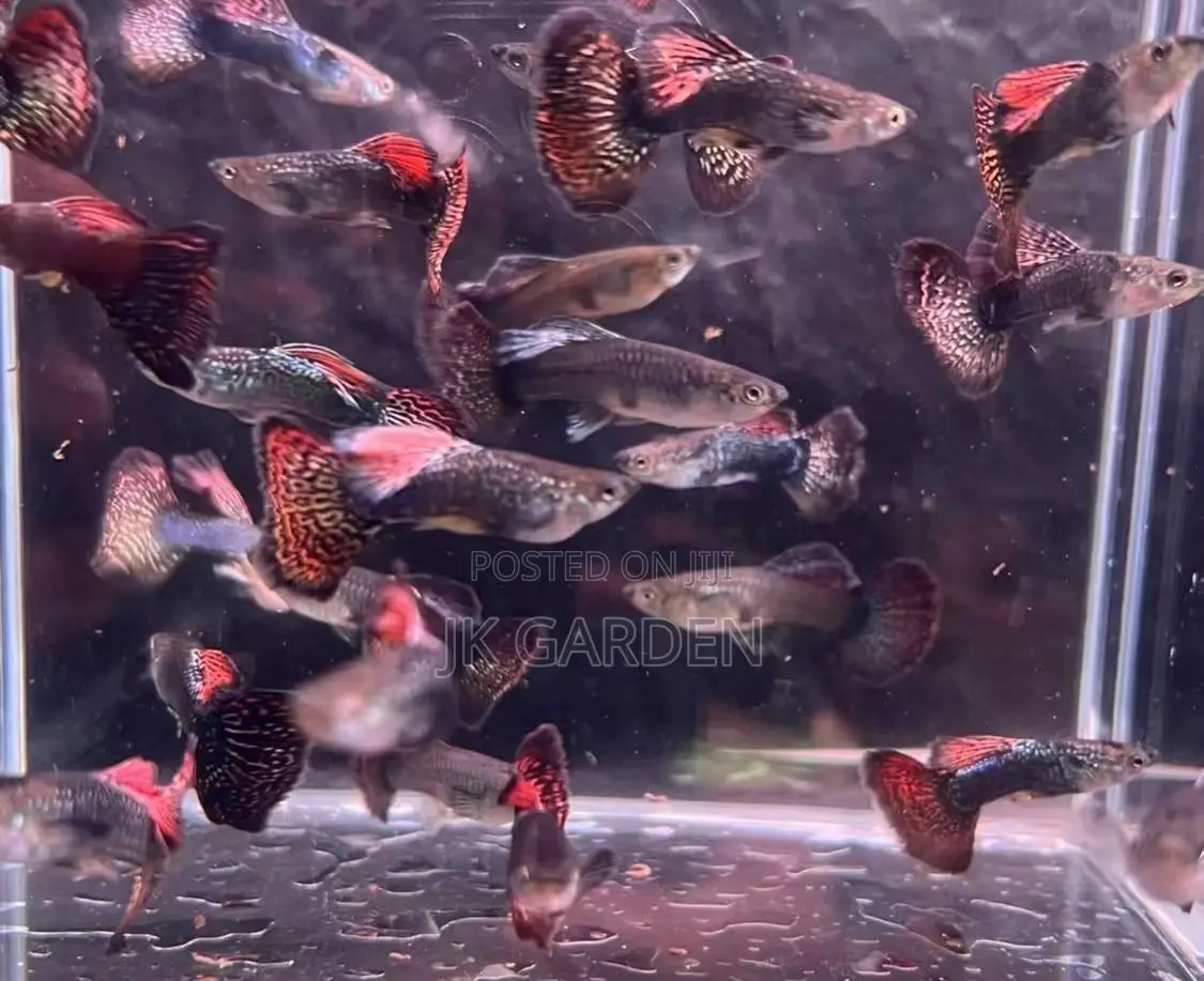 Beautiful Guppy Fish ( Seven Colored Dragon Scales)