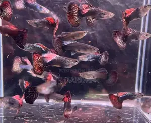 Beautiful Guppy Fish ( Seven Colored Dragon Scales)