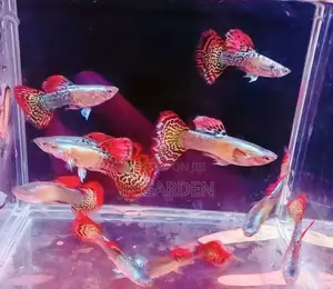 Beautiful Guppy Fish ( Seven Colored Dragon Scales)