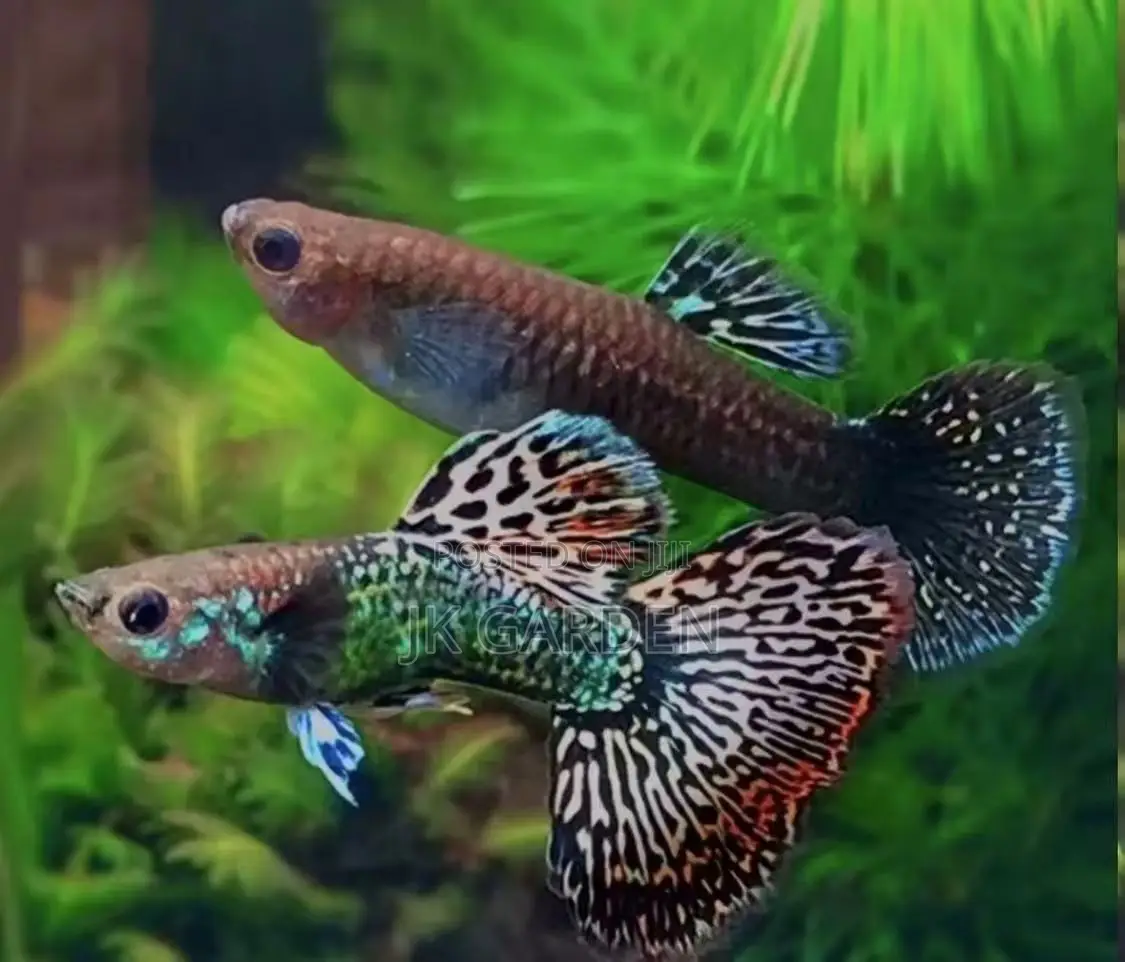 Beautiful Guppy Fish ( Seven Colored Dragon Scales)