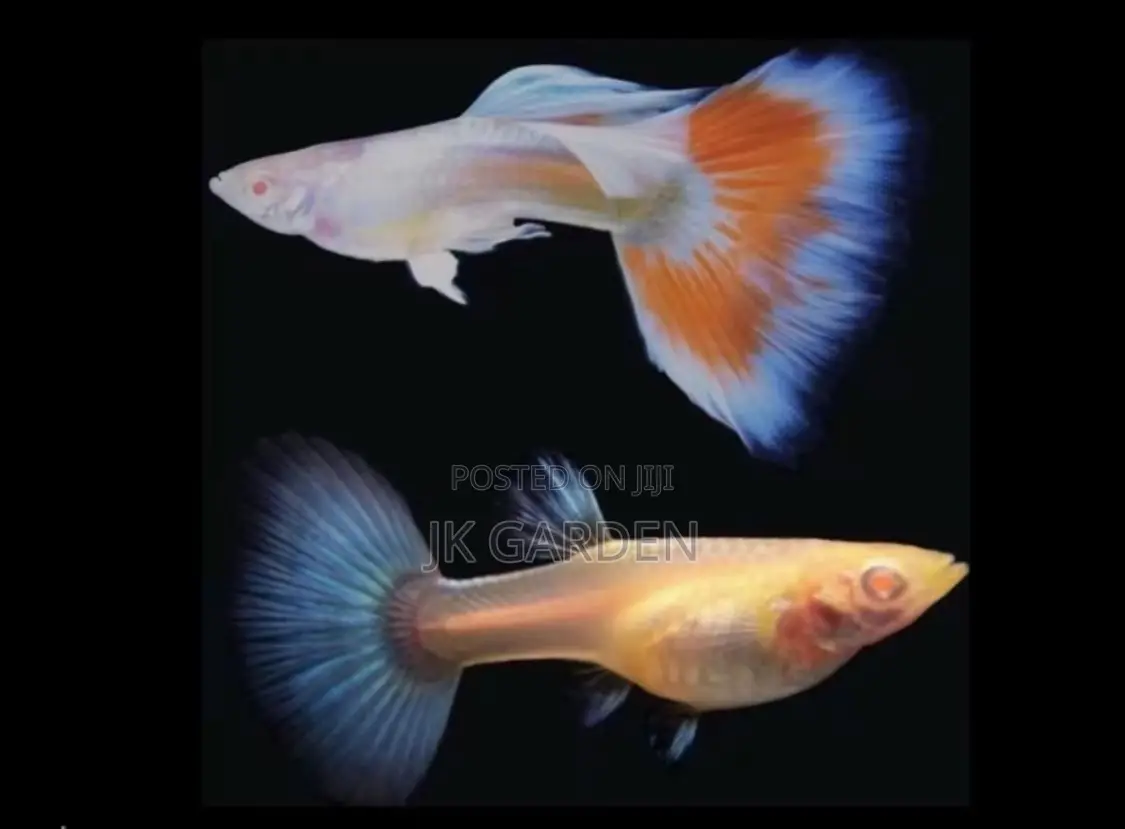 Beautiful Guppy Fish (Fiery Clouds)
