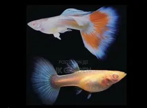 Beautiful Guppy Fish (Fiery Clouds)