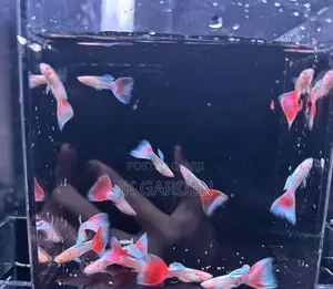 Beautiful Guppy Fish (Fiery Clouds)