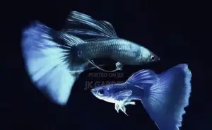 Beautiful Guppy Fish ( Blue Dress)