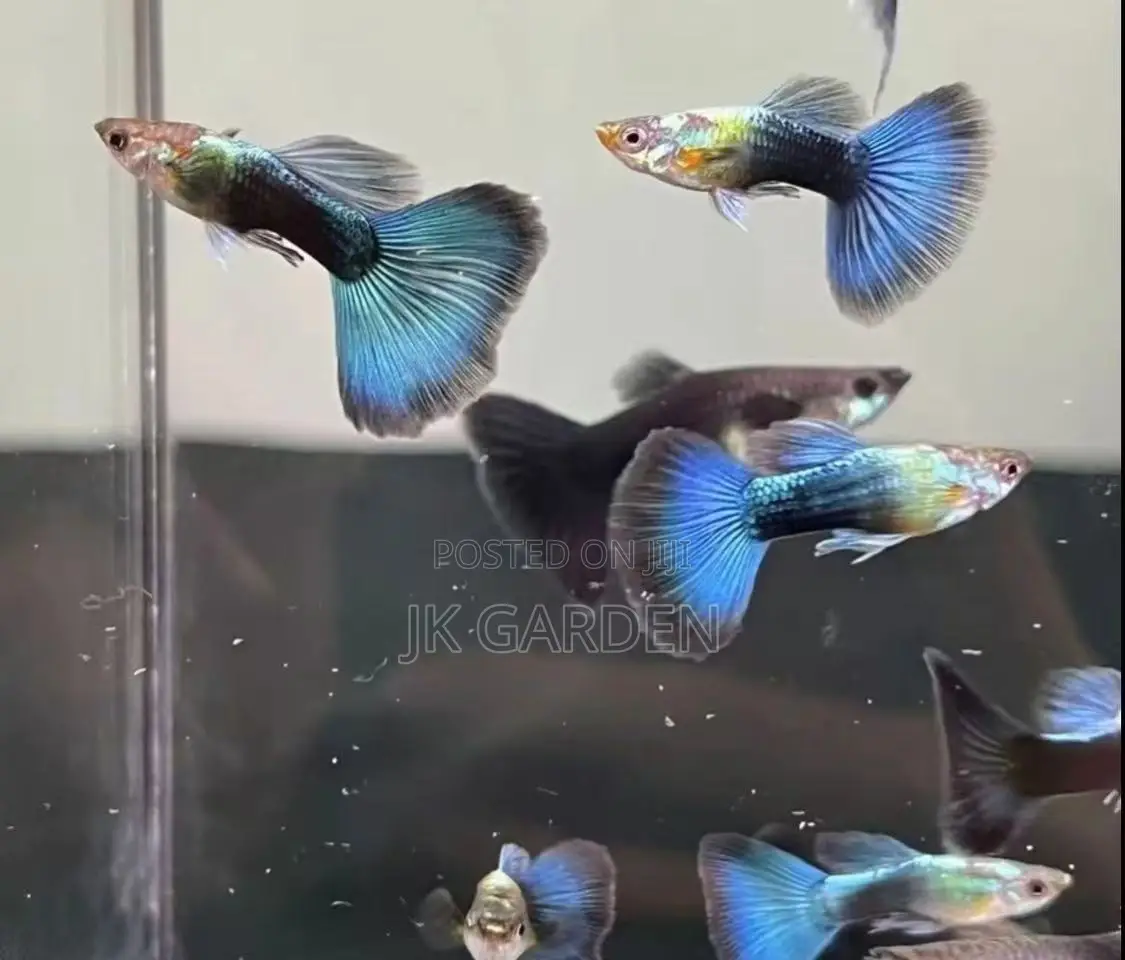 Beautiful Guppy Fish ( Blue Dress)