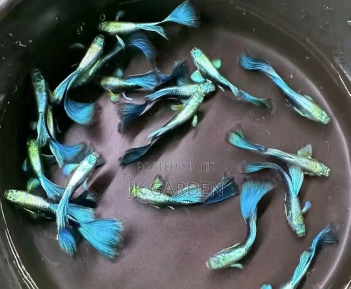 Beautiful Guppy Fish ( Blue Dress)