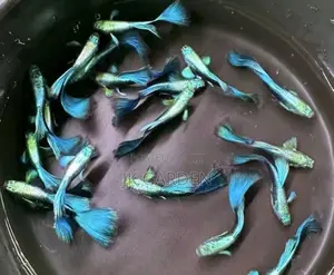 Beautiful Guppy Fish ( Blue Dress)