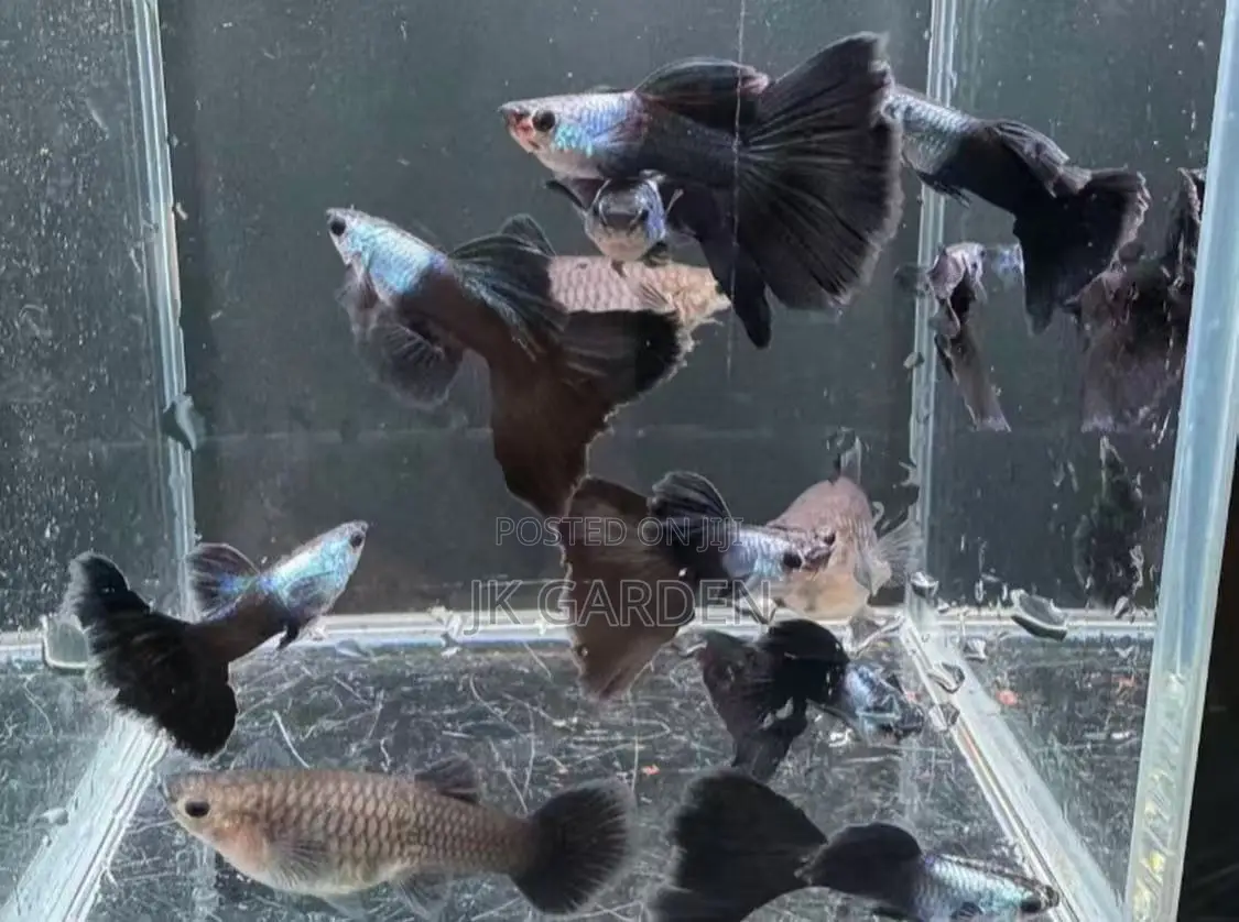 Beautiful Guppy Fish ( El Silver)