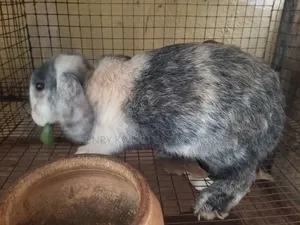 Huge Rabbits for Meat