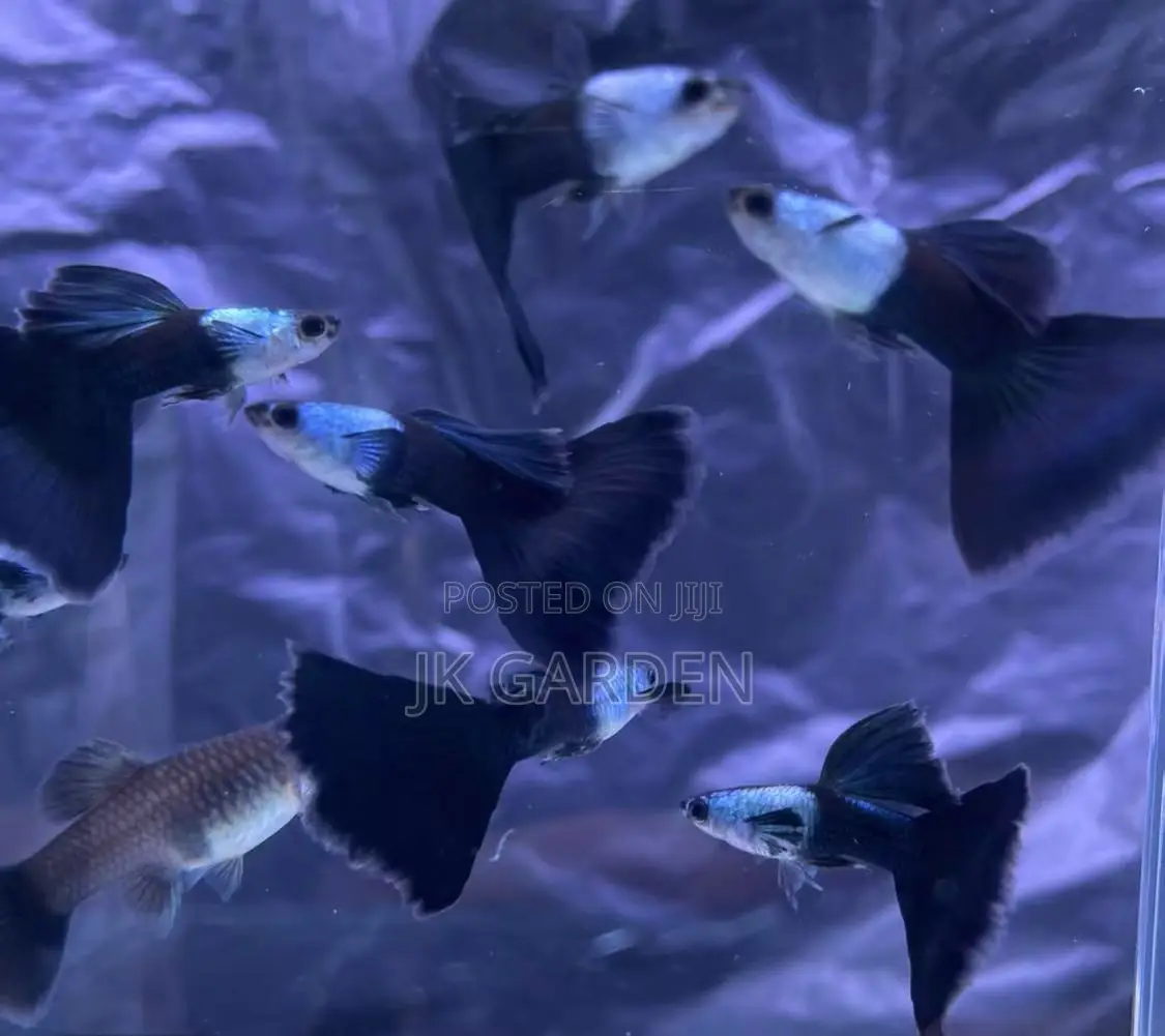Beautiful Guppy Fish ( El Silver)