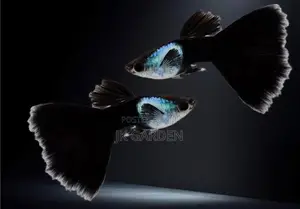 Beautiful Guppy Fish ( El Silver)