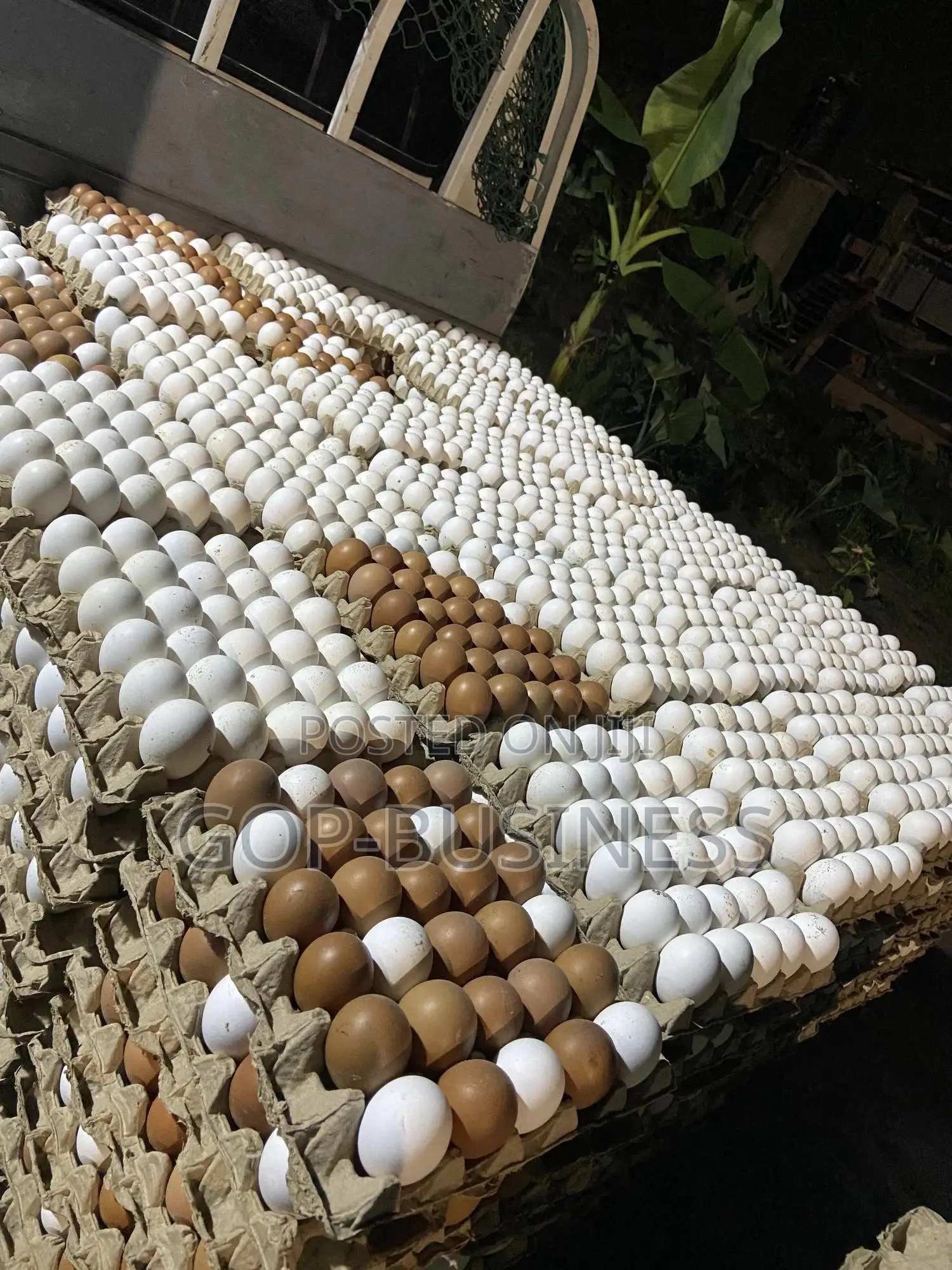 Fresh Organic Eggs