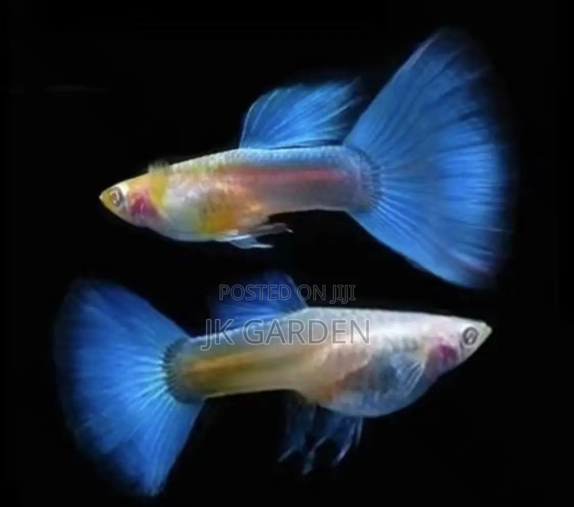 Beautiful Guppy Fish (Sky Blue)