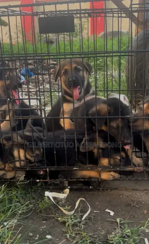 1-3 months Male Purebred German Shepherd