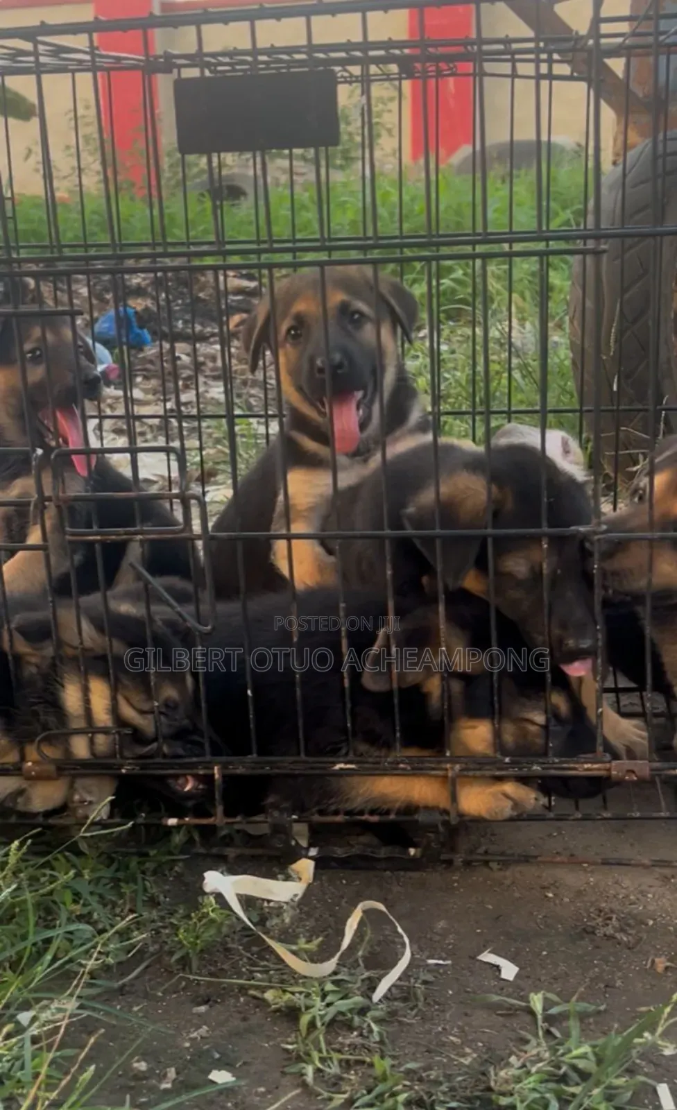 1-3 months Male Purebred German Shepherd