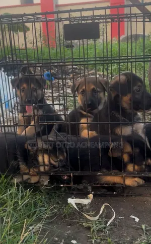 1-3 months Male Purebred German Shepherd