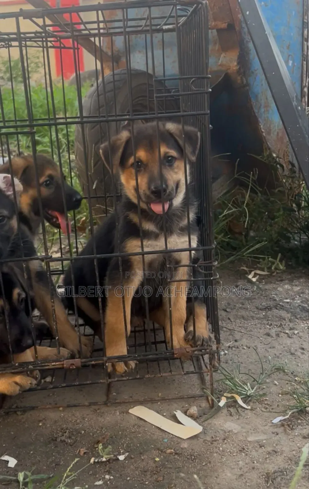1-3 months Male Purebred German Shepherd