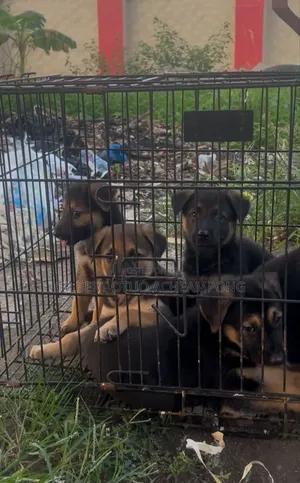 1-3 months Male Purebred German Shepherd