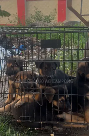 1-3 months Male Purebred German Shepherd