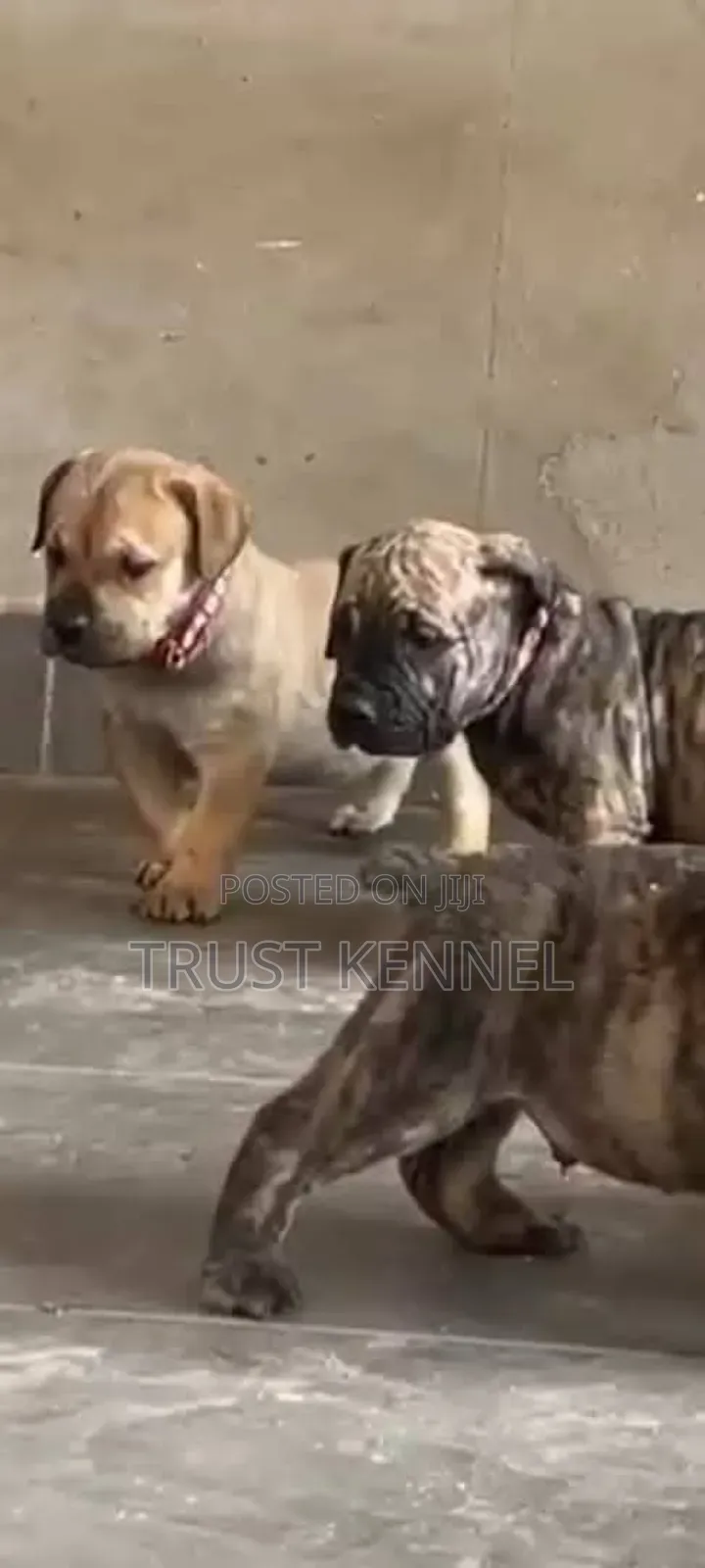 1-3 months Female Purebred Boerboel