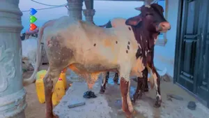 Healthy Cows