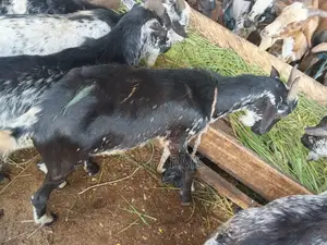 Goats for New Year Celebration