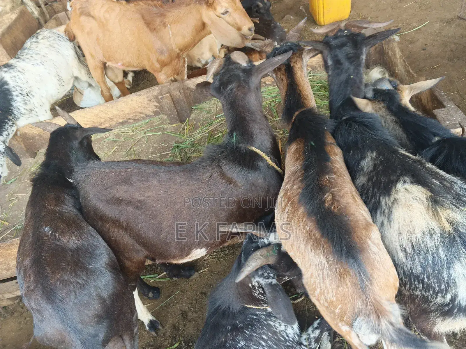 Goats for New Year Celebration
