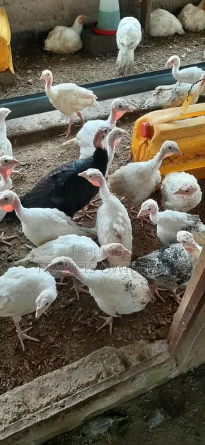 Dabodabo Estate Farms- Turkeys, Chicken, Ducks and More