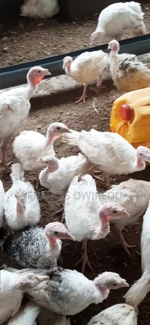 Dabodabo Estate Farms- Turkeys, Chicken, Ducks and More