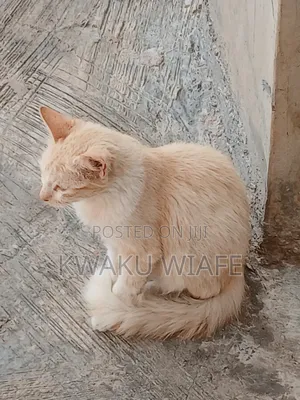 6-12 months Male Purebred American Shorthair