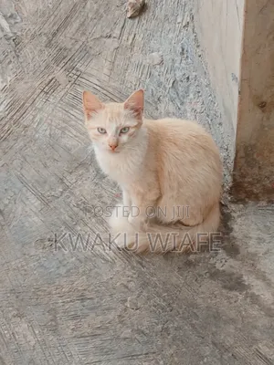 6-12 months Male Purebred American Shorthair