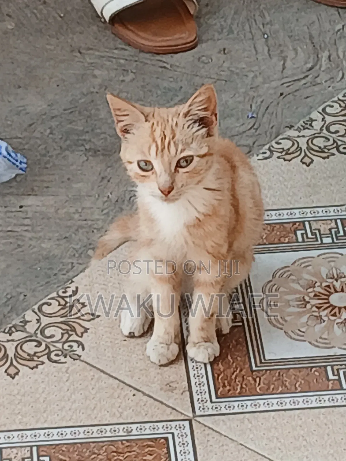 3-6 months Male Purebred American Shorthair