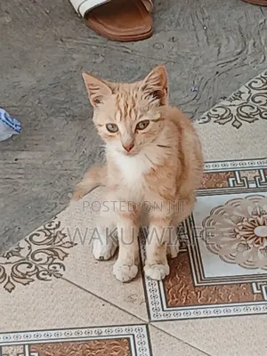 3-6 months Male Purebred American Shorthair
