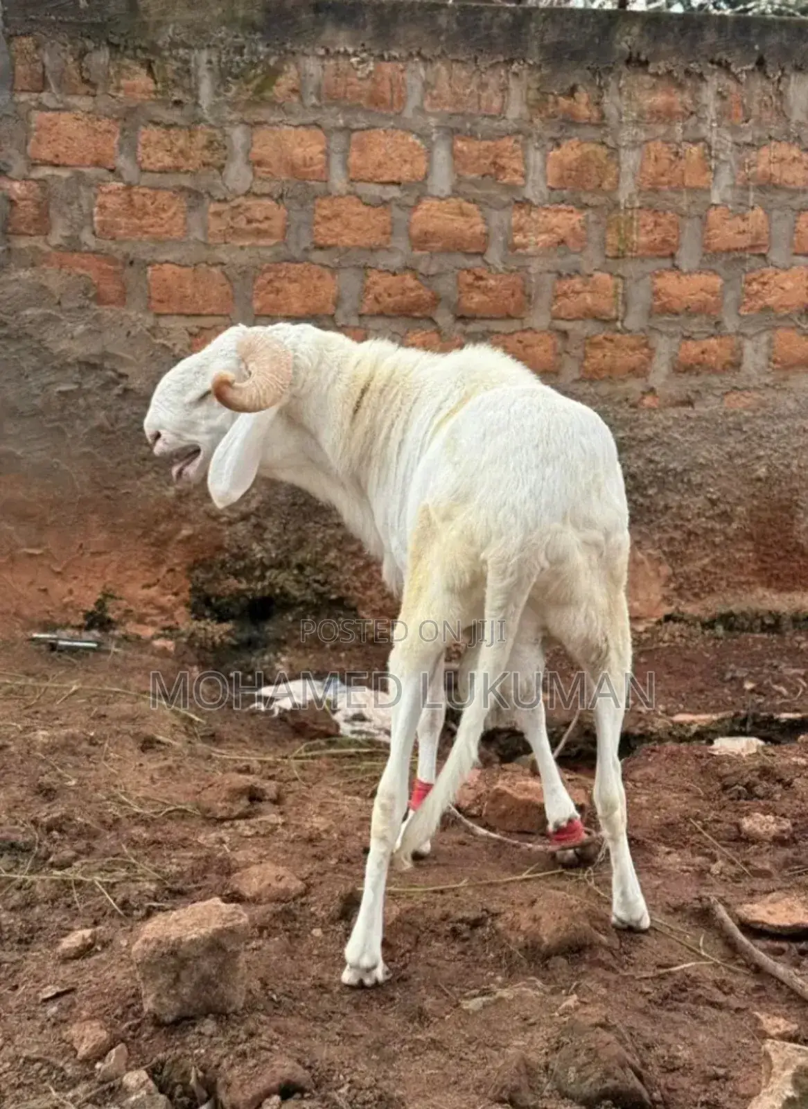 White Sheep for Sell