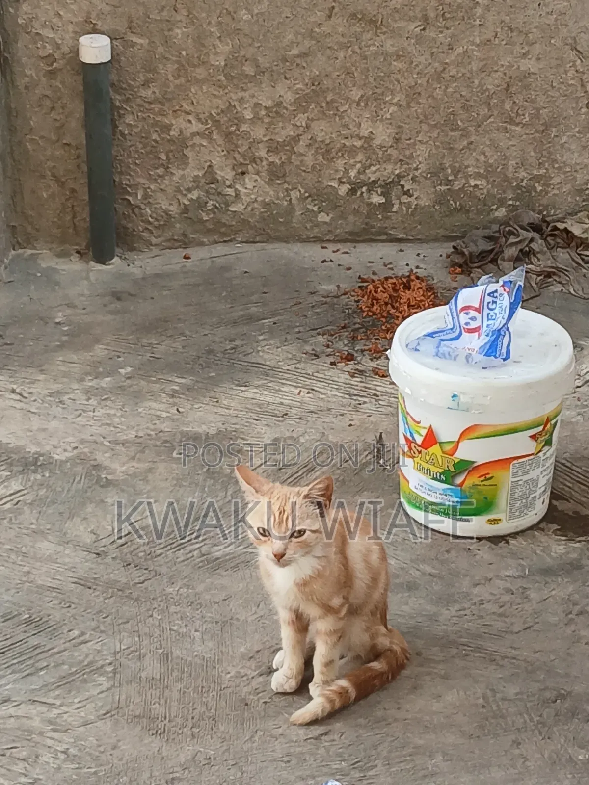 3-6 months Male Purebred American Shorthair