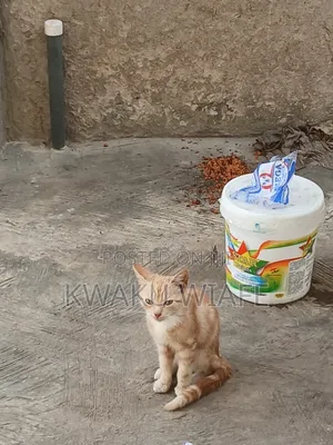 3-6 months Male Purebred American Shorthair